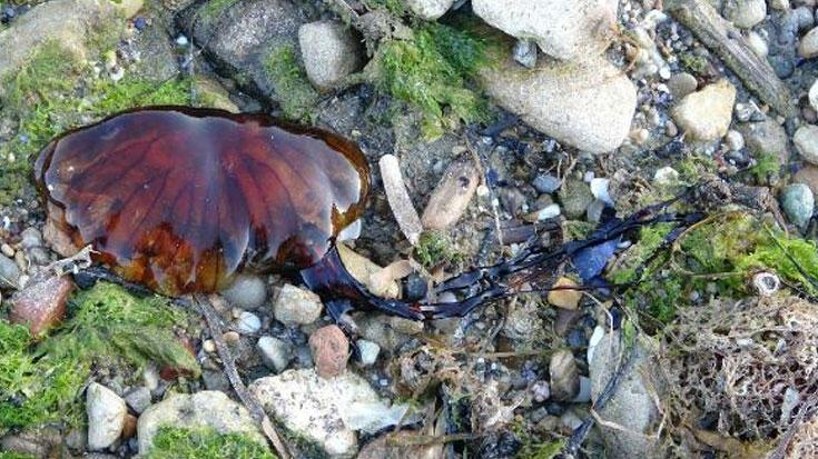 Marmara’da da görülmeye başlandı! ‘Temas edildiğinde hemen denizden çıkılmalı’