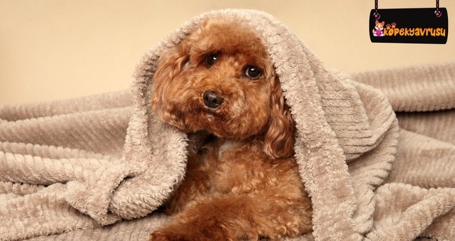 Toy Poodle Bakımı Ve Özellikleri