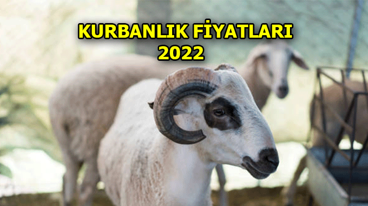 Kurbanlık fiyatları 2022 ne kadar? Kurbanlık fiyatları Büyükbaş – küçükbaş canlı kilosu kaç para?