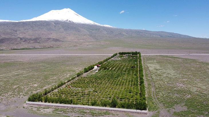 Çocukluk hayali için 5 milyon harcadı! Çölün ortasında orman kurdu