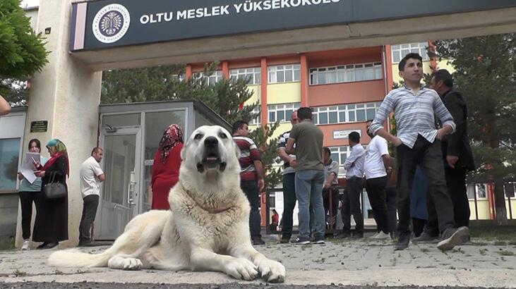 Kangal köpeği YKS’ye giren sahibini okulun kapısında böyle bekledi