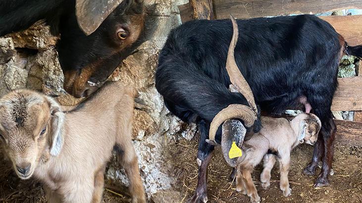 Kurbanlık için aldı! Doğum yapınca kesmekten vazgeçti