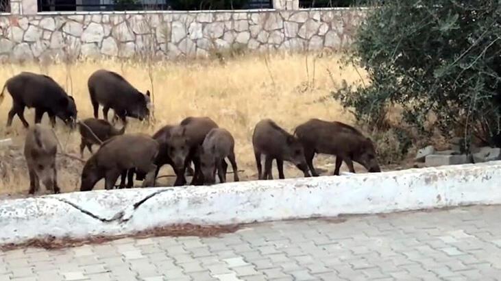 Didim’e inen domuzlar sitelerin bahçelerinde yiyecek aradı