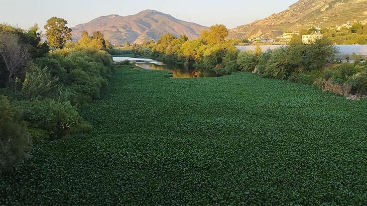 İstilacı su sümbülleri Asi Nehri’nin üstünü örttü!