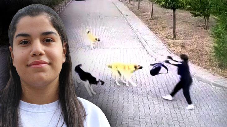 Liseli Rojda, köpeklerin saldırısından okul çantası ile kurtuldu