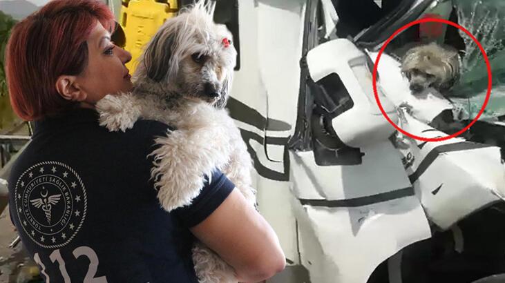 Kazada yaralanan turistlerin köpeğini sahiplendi: Gözlerindeki korkuyu fark ettim