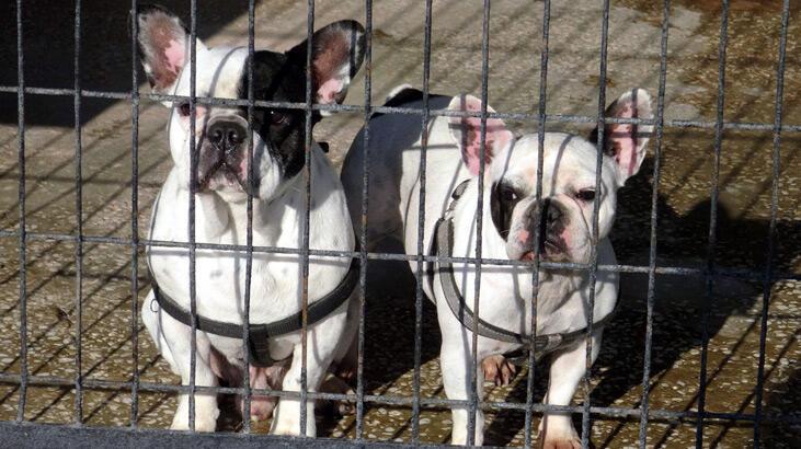 Avcılar’da vefalı 2 köpek için çok sayıda sahiplenme başvurusu