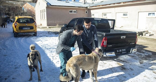 Kuduz karantinasına alınan Tunceli’nin Hozat ilçesinde aşı çalışmaları sürüyor