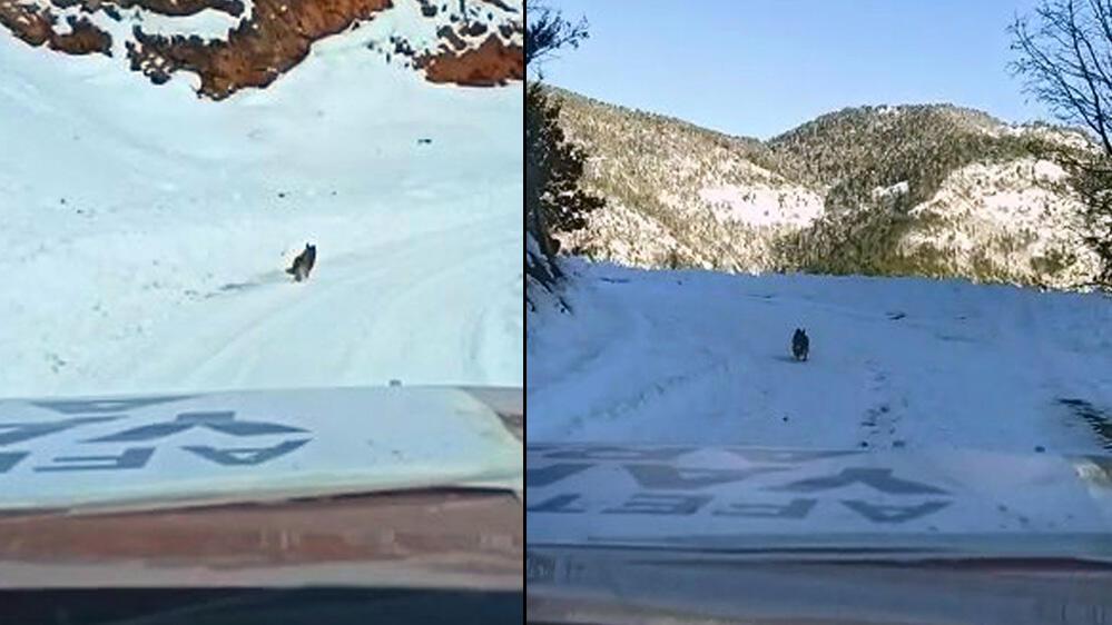 Ekipler, köpeği takip ederek yardım bekleyen köye ulaştı