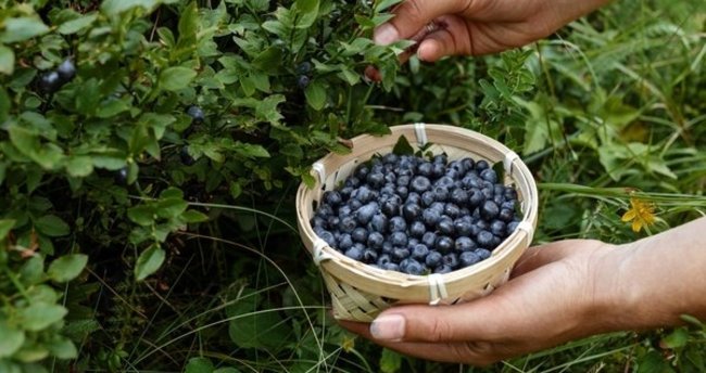 Yaban Mersini Faydaları – Yaban Mersininin Faydaları Nelerdir, Ne İşe Yarar ve Hangi Hastalıklara İyi Gelir?