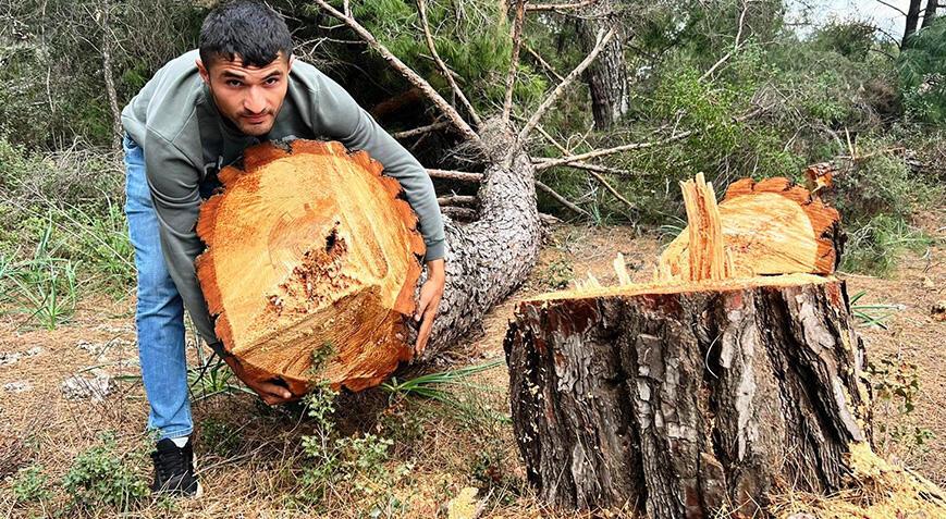 Antalya’da şoke eden olay! Yarım asırlık 50 ağaçı kesip, kaçtılar