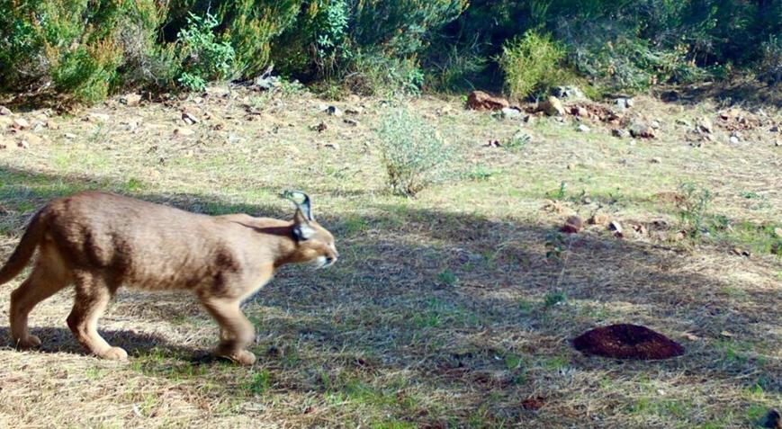 Marmaris’te yangın sonrası yeşeren ormanda, karakulak görüntülendi