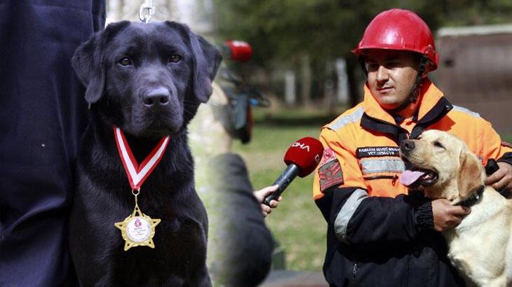 Sessiz kahramanlar! TSK’nın arama köpekleri 78 kişiyi kurtardı