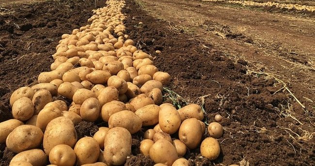 Patates Ne Zaman Toplanır? Patates Nasıl Sulanır, Hangi Ayda Toplanır?