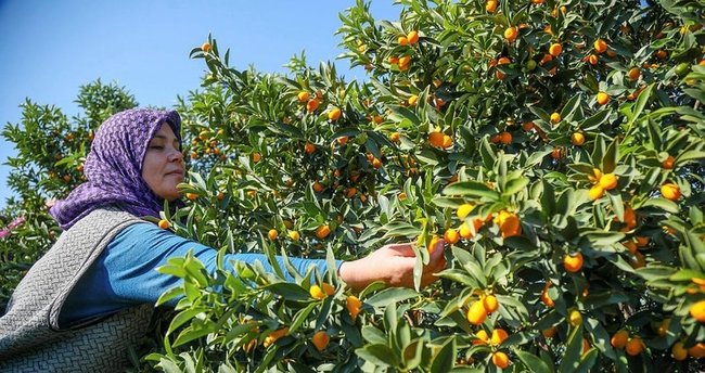 Kamkat Nasıl Çoğaltılır? Dalından ve Kökünden Kamkat Çiçeği Çoğaltma Ne Zaman ve Nasıl Yapılır?