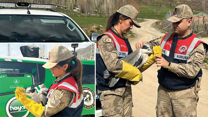 Jandarma, yol kenarında yaralı halde gri balıkçıl türü kuş buldu