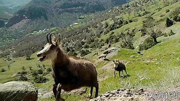 Nadir görülen dağ keçisi ‘şamua’ların sayısı iki katına çıktı