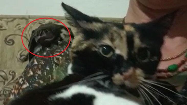 Ebabil ‘Cimcime’ ile kedi ‘Safiye’ 1 yıldır aynı evde yaşıyor