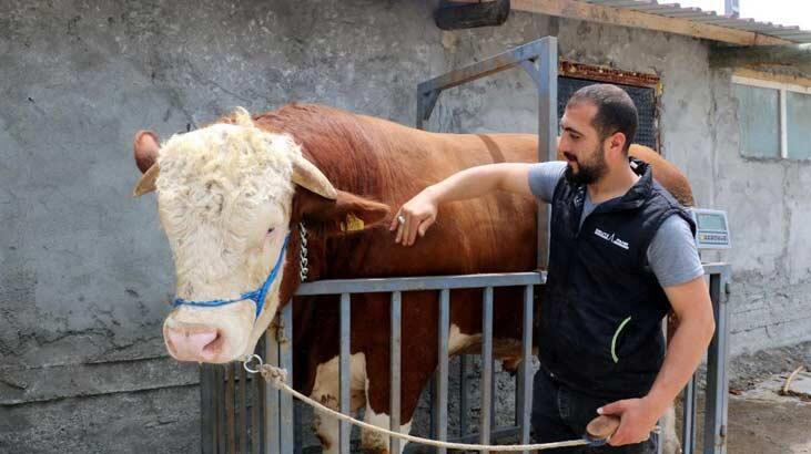 1 ton 42 kiloluk Paşa görenleri büyüledi! İşte fiyatı…