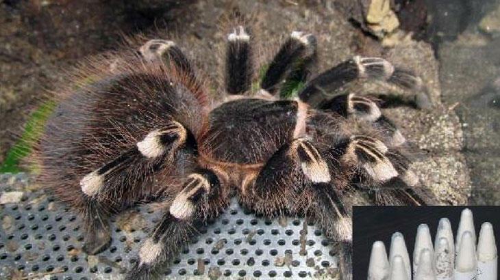 Kargo paketinde tarantula! Gazete kağıdına sarmışlar