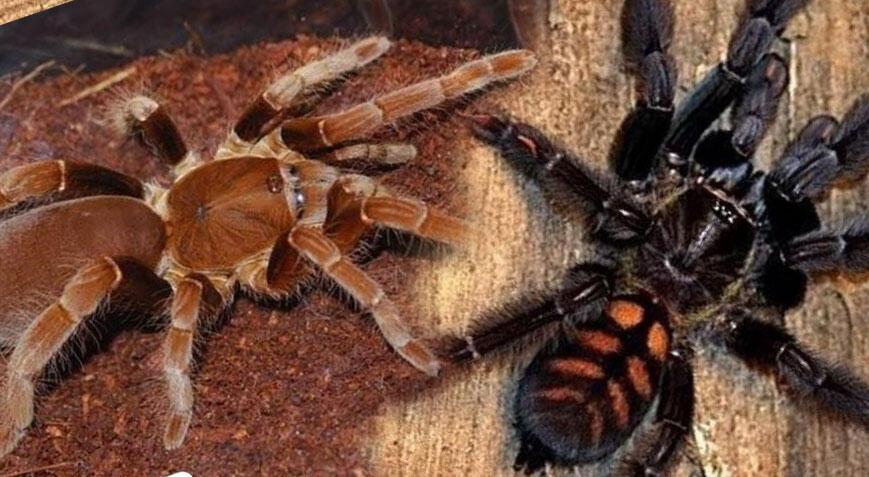 76 tane yavru tarantula siparişi verdi, yakalanınca ‘biyoloji dersi’ için dedi