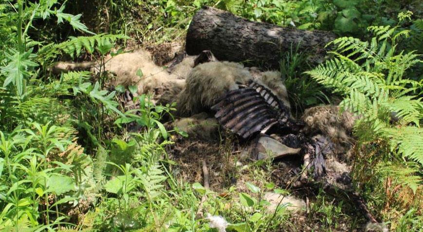 İlçede büyük tedirginlik! 350’den fazla koyun öldü