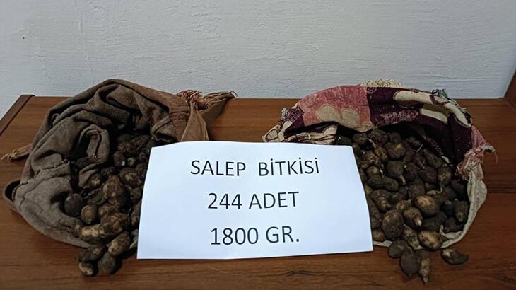 Tunceli’de özel izinle ekilen soğanı topladılar: 220 bin lire ceza kesildi