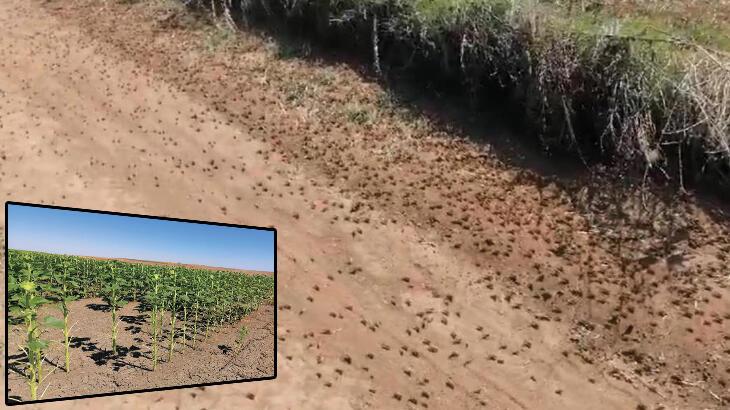 Tekirdağ’da tarlaya çekirge sürüsü girdi! Araziler zarar gördü