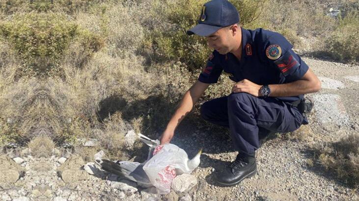 Kafasına poşet takılan martı, jandarma tarafından kurtarıldı