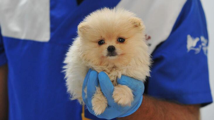 ‘Pomeranian’ cinsi köpeklere sınırda el konuldu