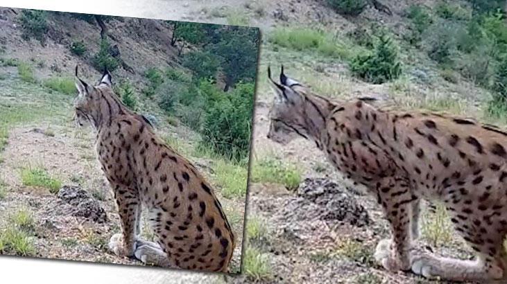 ‘Ormanın hayaleti’ görüntülendi! Geceleri ortaya çıkıyor