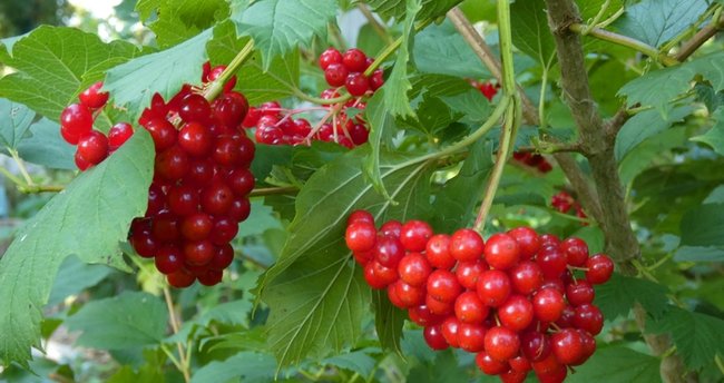 Gilaburu Faydaları Nelerdir? Gilaburu Hangi Hastalıklara ve Neye İyi Gelir?