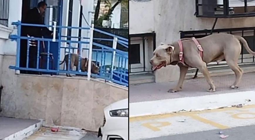 Okul bahçesinde pitbull paniği! Ekiplere haber verildi