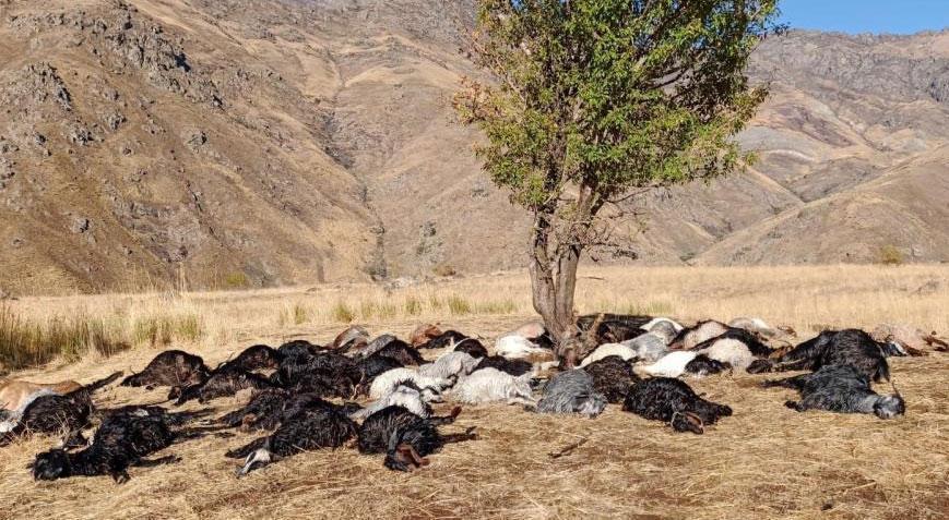 Hakkari’de feci olay! 62 hayvan telef oldu