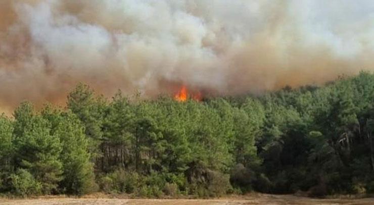 Çanakkale, Muğla ve İzmir’de yangın haberleri! Son durum açıklandı