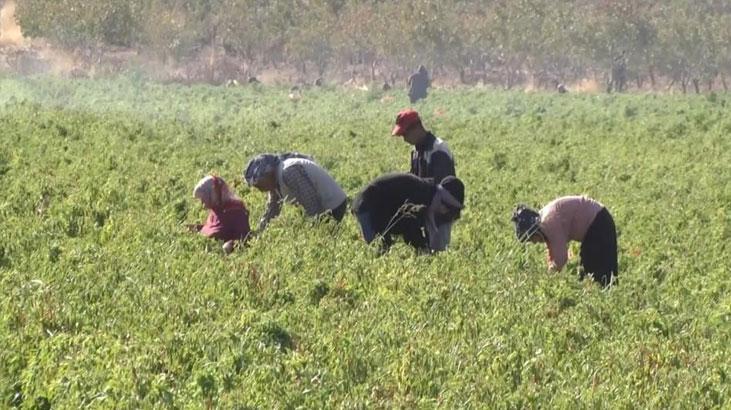 Çiftçinin yüzü güldü! Şanlıurfa’da ilk kez ekildi