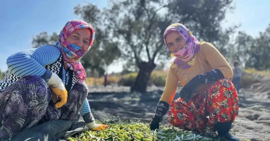 ‘Cumhuriyetimizin Yüzüncü Yılında Geçmişten Günümüze Ayvalık’ta Zeytin Hasadı’