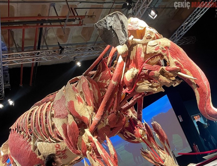 DÜNYADAKİ YAŞAM ÇEŞİTLİLİĞİNİ GÖZLER ÖNÜNE SEREN “BODY WORLDS: ANIMALS INSIDE OUT” – GERÇEK HAYVANLARIN ANATOMİ SERGİSİ’NİN ZİYARET TARİHİ, YOĞUN İLGİ ÜZERİNE İKİNCİ KEZ UZATILDI…