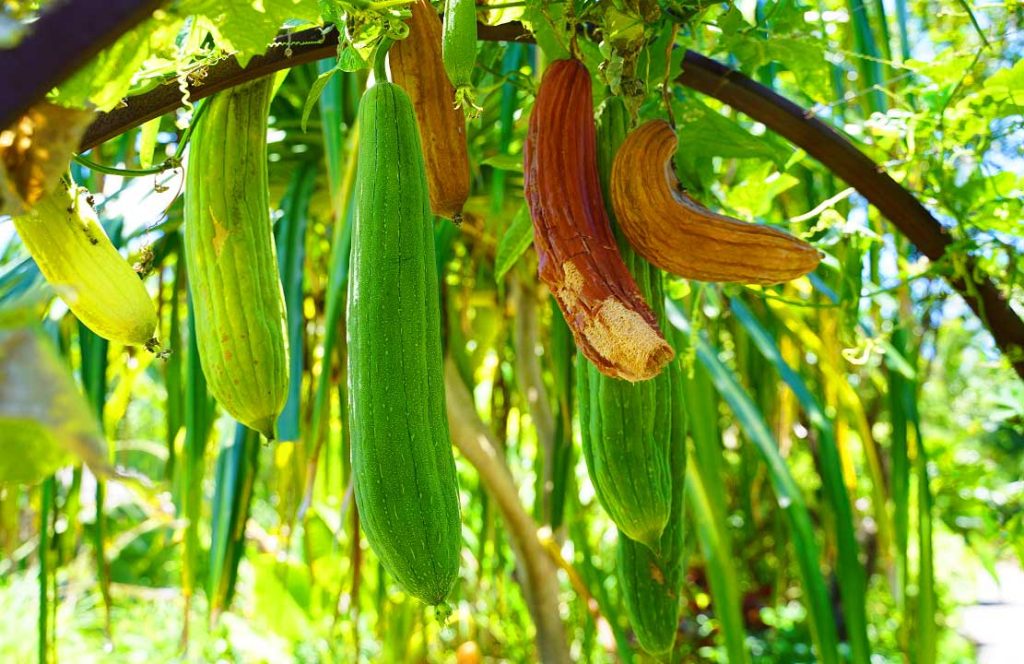 Kabak Lifi Kesesi Faydaları