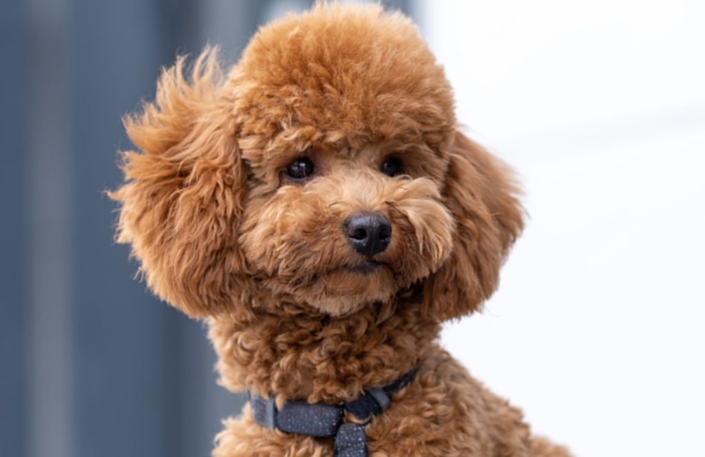 Veteriner Hekim Uğur Selin Çelikten, göz hastalığına yatkınlığı ile bilinen poodle ırkı köpekler için sağlıklı bakım rehberi hazırladı…